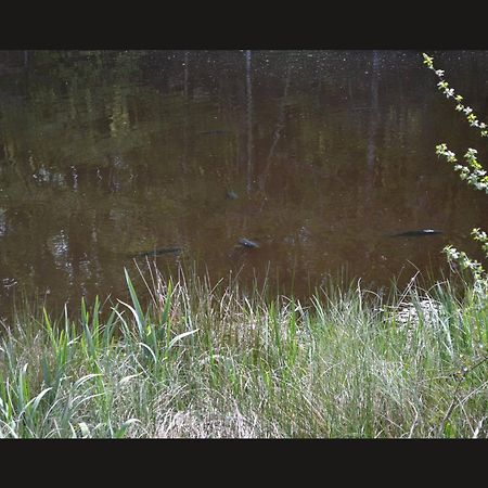 Cabane Limousine Au Bord D'Un Etang Bonnac-la-Côte المظهر الخارجي الصورة